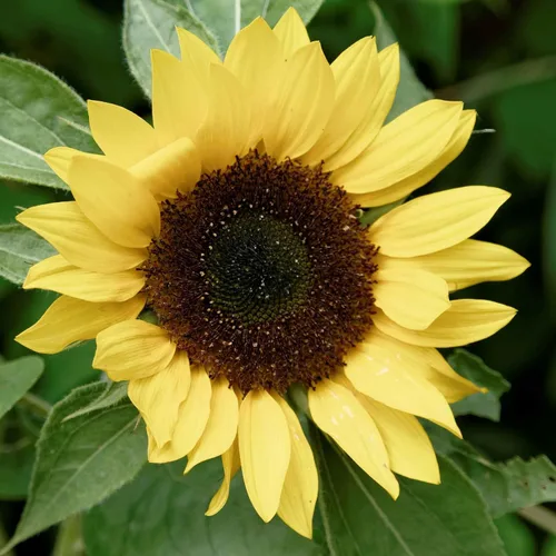 Vista 52 de Eden Brothers Semillas de girasol - Autumn Beauty