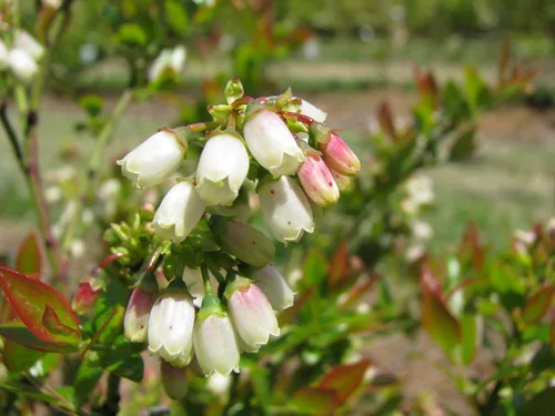 Vista 4 de Bushel and Berry - Vaccinium cor. Glaseado de arándano, glaseado mora