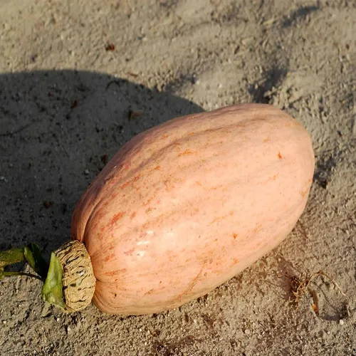 Vista 2 de Pink Banana - Semillas de jardín jumbo de calabaza de invierno, paquete de 0.11 onzas, orgánicas, sin OMG, reliquia, semillas de jardinería vegetal