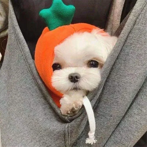 Vista 14 de Sudaderas con capucha para perro, ropa de rana para mascotas, suéter cálido de invierno, abrigo, ropa para perrito, ropa para cachorros, disfraz