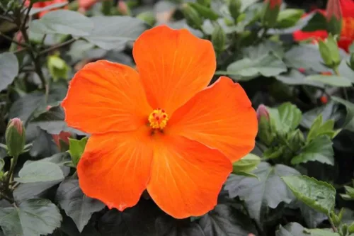 Vista 3 de Costa Farms Plantas tropicales de hibisco prémium para exteriores, maceta de cultivo de 3 cuartos de galón, 16 pulgadas de alto, flores naranjas