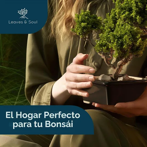 Vista 3 de Maceta para bonsái de cerámica esmaltada, maceta de cerámica para suculentas y plantas pequeñas, maceta rectangular negra perfecta para jardines