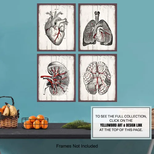 Vista 6 de Medical Anatomy – Juego de placas de arte de pared de órganos humanos vintage – Impresiones de fotos Shabby Chic para clínica médica, oficina de Dr.
