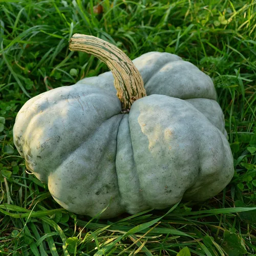 Vista 3 de Triamble (Shamrock) Calabaza de calabaza azul, 25 semillas, variedad rara de polinización abierta, fácil de cultivar, semillas de vegetales sin OMG