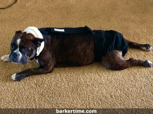 Vista 7 de Pañal negro para perro, XXL, con orificio para la cola, fabricado en Estados Unidos