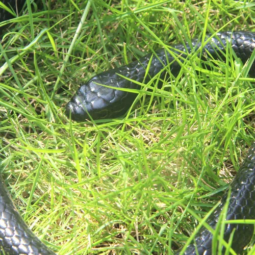 Vista 6 de Juguete de serpiente falsa de goma realista de 50 pulgadas Mamba para accesorios de jardín y broma práctica Para un práctico accesorio de broma