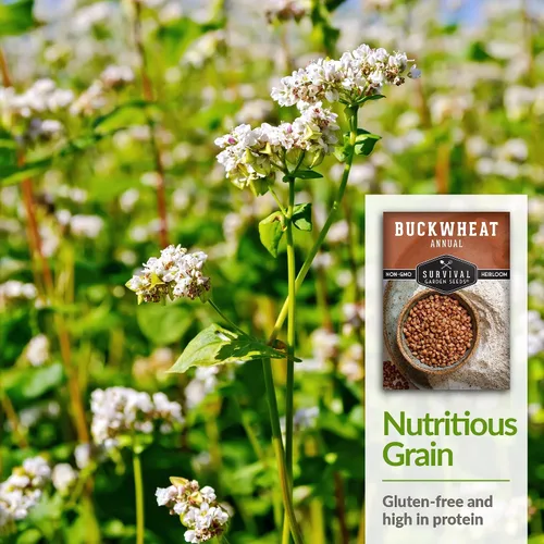 Vista 6 de Semillas de trigo sarraceno para plantar, 1 paquete Heirloom Non-GMO, Fast-Growing Cover Crop & Edible Grain, White Flowers for Pollinators