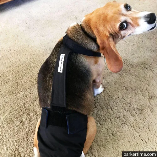 Vista 8 de Pañal negro para perro, XXL, con orificio para la cola, fabricado en Estados Unidos