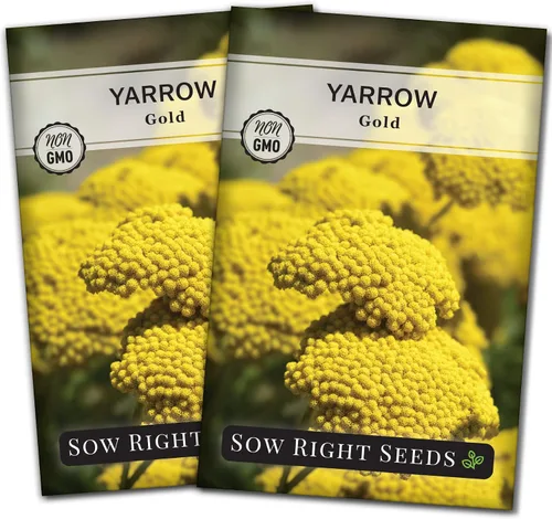 Vista 7 de Sow Right Seeds - Semillas de flores doradas de milenrama de Achillea para plantar - Flores para plantar en tu jardín - Paquete de reliquia sin OMG