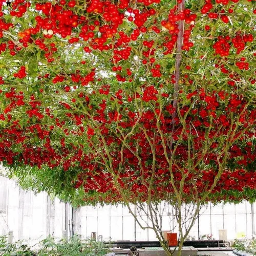 Vista 4 de Gardeners' Choice - Árbol de tomate gigante
