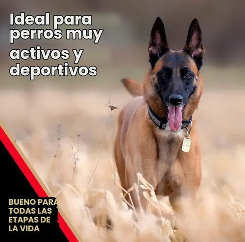 Vista 4 de VICTOR Super Premium Comida para Perros – Alimento seco para perros de alta energía para perros activos – Croquetas caninas sin gluten con proteínas