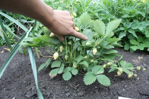 Vista 2 de Semillas Fruta Alpine Strawberry Yellow - 100 Semillas