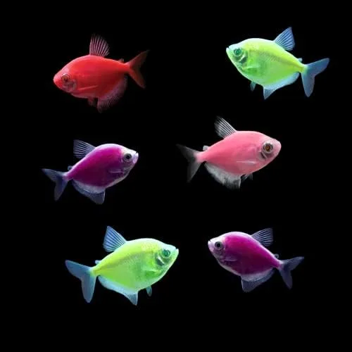 Vista 6 de Colecciones de peces vivos GloFish (10G Active)