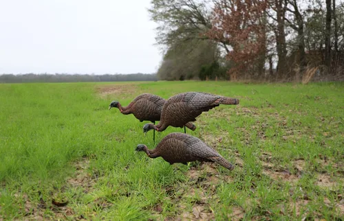 Vista 4 de MOJO Outdoors Turkey Hunting Decoys and Accessories