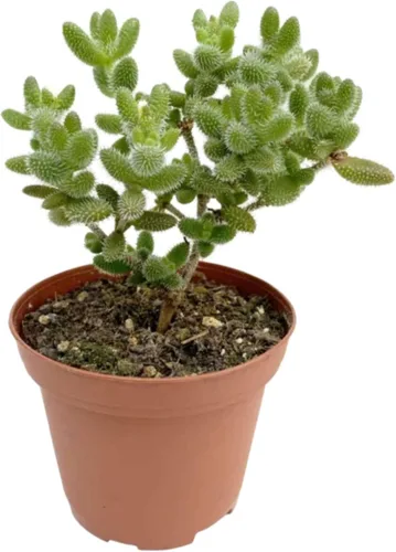 Vista 7 de Succulent Elephant Bush - Planta viva Plantas de interior en maceta de 4 Suculento Elefante Arbusto