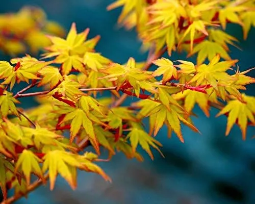 Vista 5 de Árbol de 2 años de arce japonés Katsura