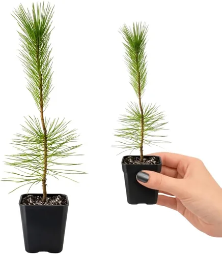 Vista 3 de My Shelfie - Árbol bonsái de pino negro japonés, árbol bonsái alto, plantas vivas para jardín exterior o interior, maceta de 2 pulgadas