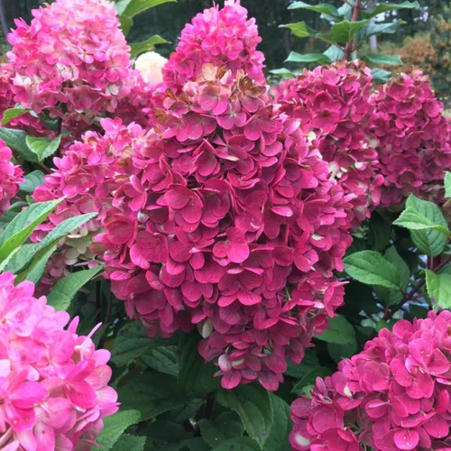 Vista 4 de Plantas de árbol de arbusto de hortensias vivas, 5-9 pulgadas de alto, sin maceta, inactivas en invierno, cambian de color, plantación perenne
