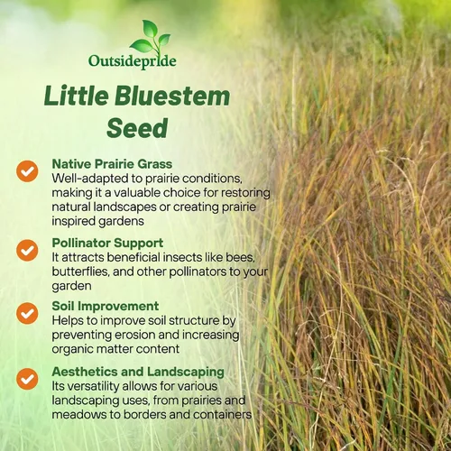 Vista 4 de Outsidepride Semilla de hierba perenne Little Bluestem – 1 libra Temporada cálida, resistente a la sequía, semillas de hierba de pradera nativa
