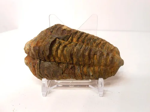 Vista 2 de Fósil trilobite de calimeno muy grande genuino de la región anti-Atlas de Marruecos, N.Africa con soporte de exhibición acrílico gratuito, hoja