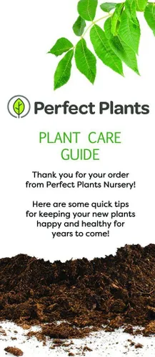 Vista 7 de PERFECT PLANTS Corona nupcial Spirea Planta viva, 1 galón, incluye guía de cuidado