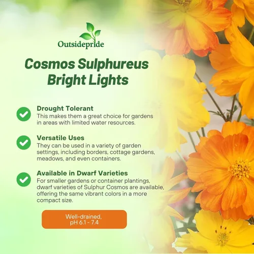 Vista 3 de Outsidepride Bright Lights Cosmos Sulphureus Seeds - 1 Lb. Pcs Annual, Drought Tolerant & Pollinator Friendly, Flower Seeds for Planting w/Vibrant