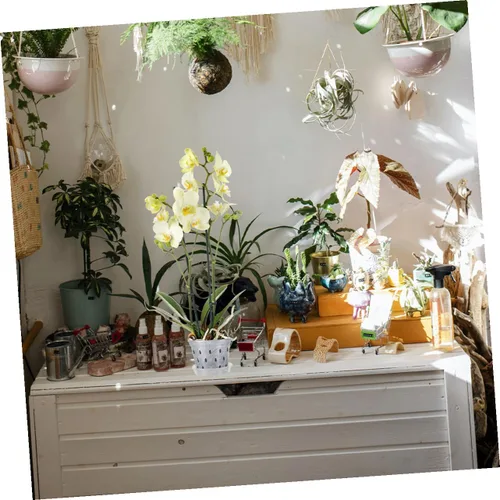 Vista 4 de LIOOBO Macetas de plástico para orquídeas de drenaje para macetas de orquídeas de cultivo Platillos