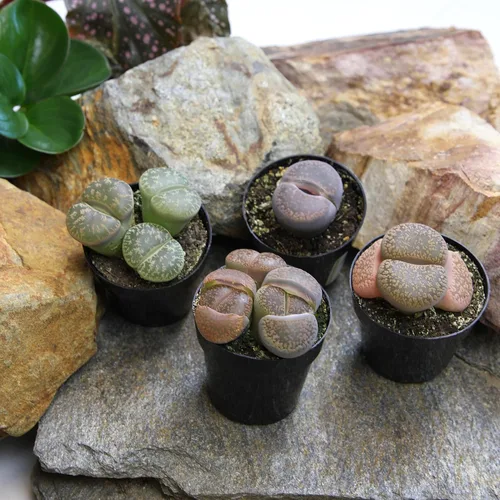 Vista 2 de Altman Plants Plantas suculentas gigantes (4 unidades) XL Lithops Plantas vivas y suculentas reales, plantas seguras para mascotas y plantas