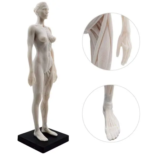 Vista 2 de Modelo anatómico musculoesquelético global de cuerpo humano de 11 pulgadas para estudio y enseñanza (hembra)