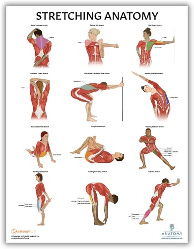 Vista 5 de Anatomy Lab Póster muscular, esquelético, yoga, estiramiento y pilates, anatomía y fisiología – Paquete de 5 LAMINADO 17.3 x 22.5 pulgadas, tabla