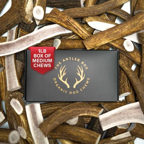 Vista 7 de The Antler Box Masticables Premium de Astas de Alce para Perros (Caja de 1 Libra) (Pequeño (7-8 Piezas) Enteras/Partidas Mezcladas)