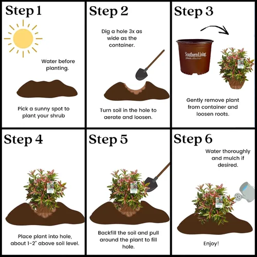 Vista 8 de Southern Living Viburnum - Arbusto superior de cobre de 2 galones