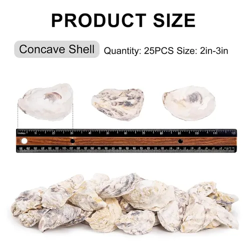 Vista 2 de QEQEKAKA 25 conchas de ostras cóncavas de 2 a 3 pulgadas para manualidades, conchas de ostras naturales a granel, para relleno de jarrones