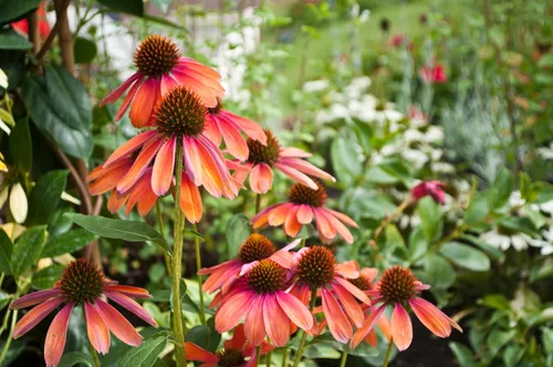 Vista 4 de 25 semillas de flor de hierba blanca y naranja rojo amarillo púrpura rosa blanco