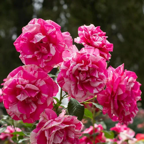 Vista 2 de Rosas Grandiflora, planta de raíz propia viva para jardín al aire libre, Parade Day™, excepcionalmente fragantes, zonas de rusticidad: 5-9