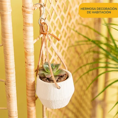 Vista 4 de Costa Farms Mini suculentas, planta de interior viva, fácil cuidado Cesta colgante maceta suculenta