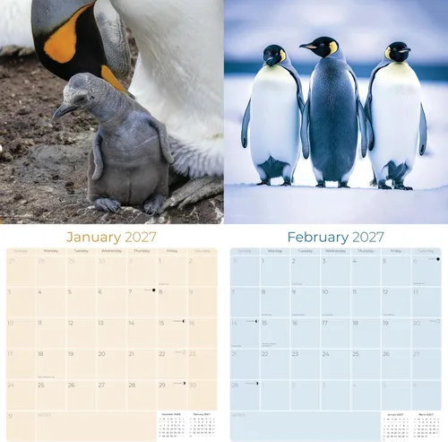 Vista 66 de Calendario de grises africanos 2025 2026 – Planificador mensual de pared de aves africanas – 12 x 18 pulgadas (abierto), calendario de pared