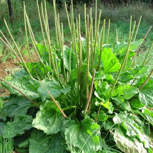 Vista 4 de 500 semillas de plátano de hoja ancha Plantago Major Semillas de plantas médicas orgánicas sin OMG para jardín privado de rápido crecimiento bajo