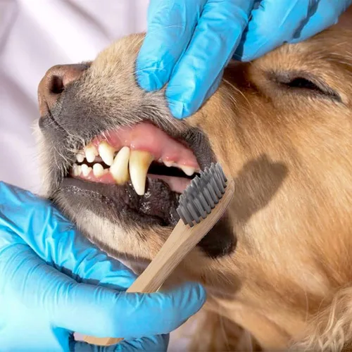 Vista 3 de H&H Pets Juego de cepillos de dientes de bambú para perros y gatos, cerdas ultrasuaves y cepillo de dientes de madera biodegradable, suministros