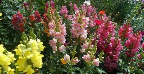 Vista 3 de 700+ Snapdragon enano - Mezcla de flores