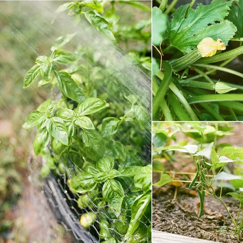 Vista 5 de Sereniseed Semillas de Verduras Certificadas Orgánicas (Paquete de 10) – Sin GMO, Polinización Abierta - Albahaca, Guisantes, Brócoli, Frijol