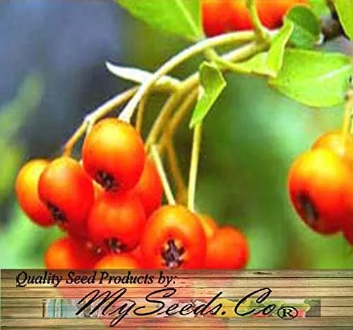 Vista 4 de Big Pack by MySeeds.Co