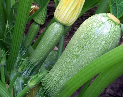 Vista 2 de TomorrowSeeds - Semillas de calabacín gris - Más de 20 unidades - para 2026 plantar calabacín gris mexicano Calabacita Médula Harakun Jardín Vegetal