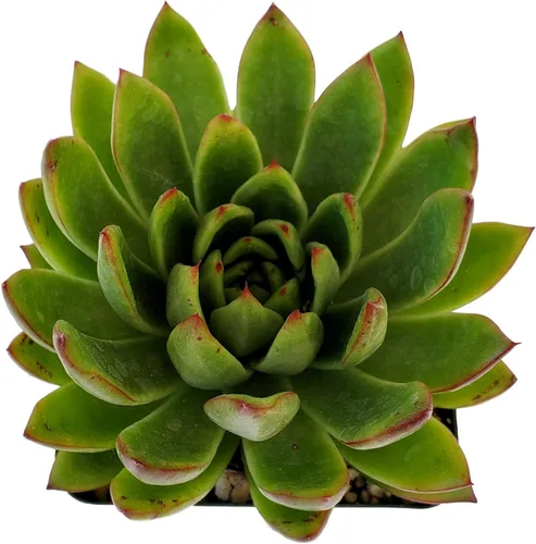 Vista 15 de Fat Plants San Diego Live Echeveria Planta Suculenta Híbrida, Lola