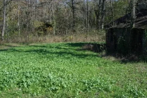 Vista 6 de Whitetail Institute Imperial semillas de trébol para alimento “No-Plow