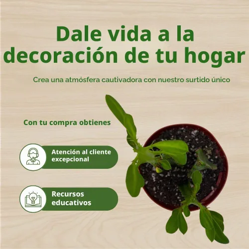 Vista 6 de BubbleBlooms Árbol de leche africano original, 4 pulgadas Euphorbia trigona verde