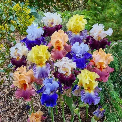 Vista 2 de Semillas de flores de iris para plantar al aire libre, 199 piezas, hermosas flores perennes para tu jardín, hogar, flores de primavera y verano