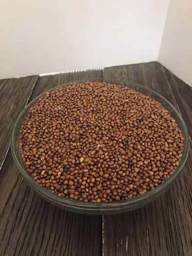 Vista 2 de Marca "Cool Beans n SPROUTS", semillas de germinación de rábano Daikon, 1/4 libra/4 onzas, rábano Daikon es conocido por ser un rábano picante.