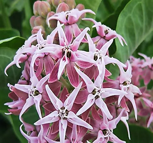 Vista 6 de Los 5 paquetes grandes - Común, Puesta de sol tropical, Motivas, Pantano y Mariposa Milkweed Seeds, Asclepias (Los 5 paquetes grandes)