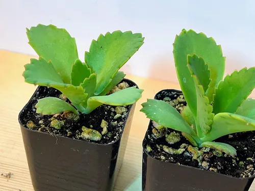 Vista 5 de Kalanchoe Diagremontiana - 3 sombreros mexicanos para madre de miles, planta suculenta viva en maceta de 2 pulgadas con tierra totalmente enraizada.